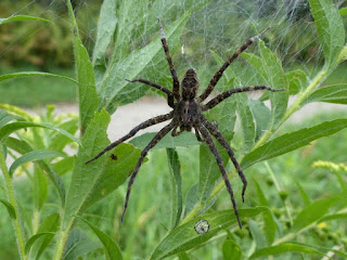 Dolomedes scriptus - Araignée semi aquatique - Grosse araignée - Araignée d'eau