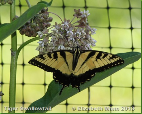 tiger swallowtail