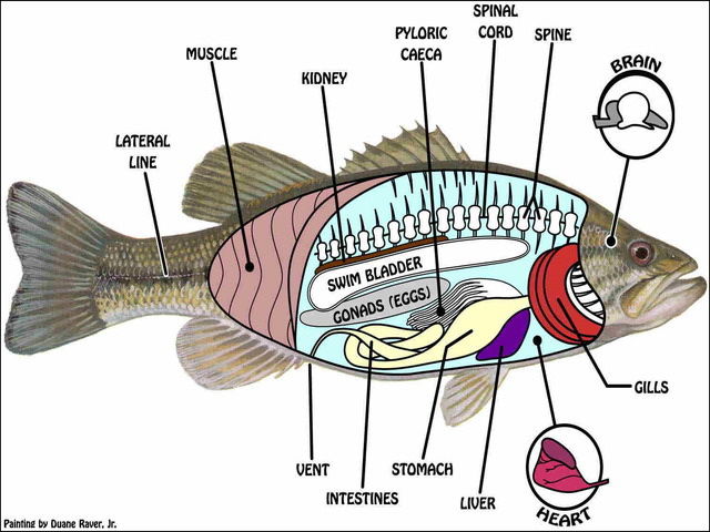 Gambar Insang Ikan  Lengkap dengan Bagan Alur Pernafasan
