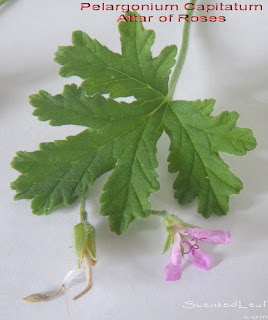 Pelargonium Capitatum, Attar of Roses, Drusaim, Wildemalva