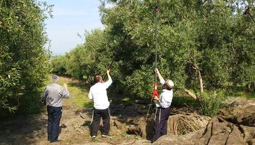 Después de 2 mil años producen aceite de oliva puro para el Tercer Templo de Jerusalén 