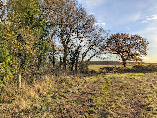 Wareside footpath 19 approaching Thistly Wood