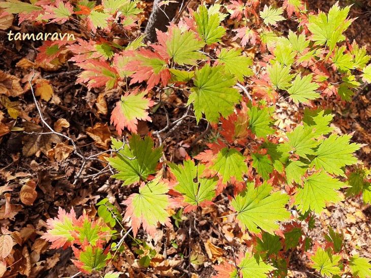 Клён ложнозибольдов (Acer pseudosieboldianum)