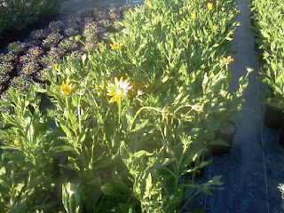 Black Eye Susan