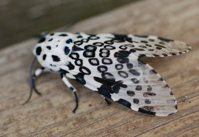 Tiger moth