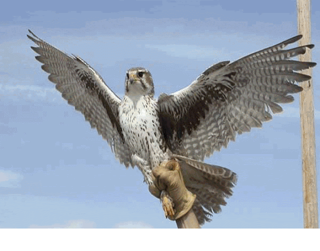 Preirie falcon species and a predatory bird.