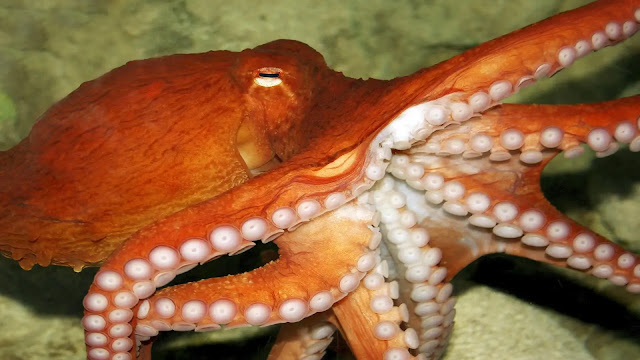 Octopuses