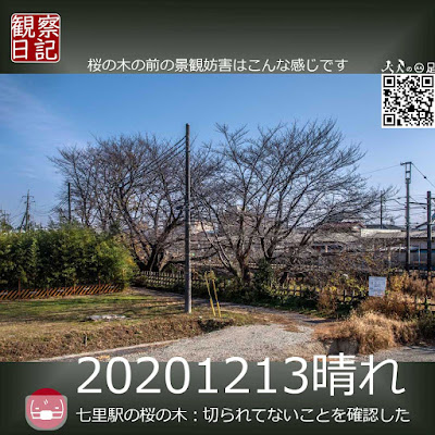 桜の木は鑑賞妨害されてます。「パシャ」。
