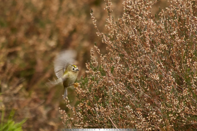 Goudhaantjes foerageren op de hei - Goldcrests foraging on heath