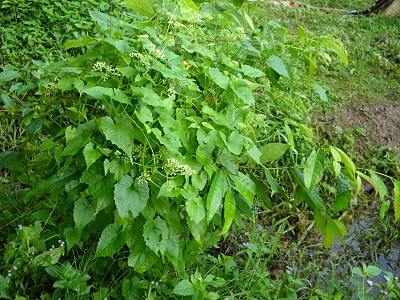 Selaput tunggul (Mikania Micrantha ) - Malaysia Camping 