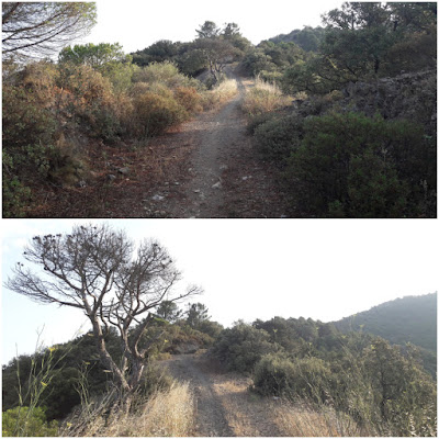 GR-7 Coll de la Teixeta a Arbolí, camí de Mas d'en Mestre