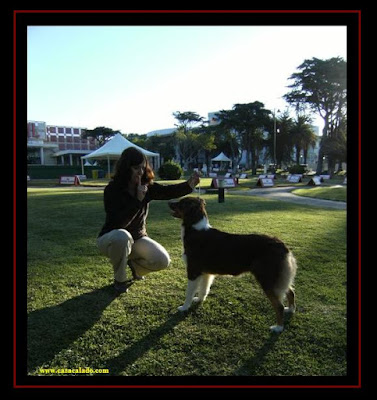 pastor australiano na Exposição Canina Internacional do Estoril