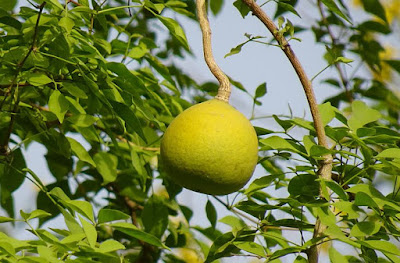 বেলৰ উপকাৰিতা আৰু ব্যৱহাৰ- Benefits and Uses  Of Bael Fruit In Assamese