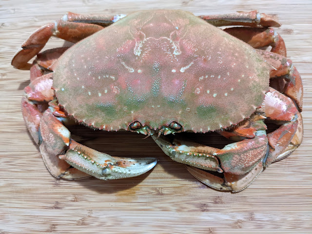 2.69 lbs Dungeness Crab