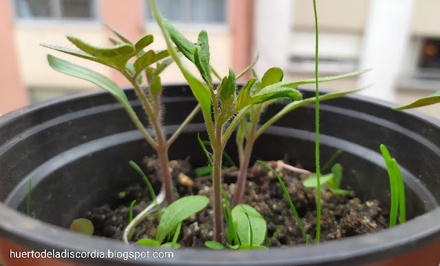 Unas tomateras creciendo en una pequeña maceta