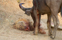 For the first time, a lion is defeated before bull