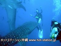 沖縄　ジンベイザメ