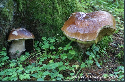 2-toadstool
