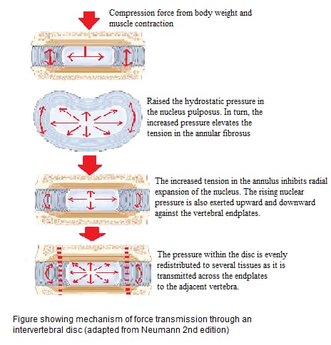 Intervertebral Disc | A Brief Introduction 