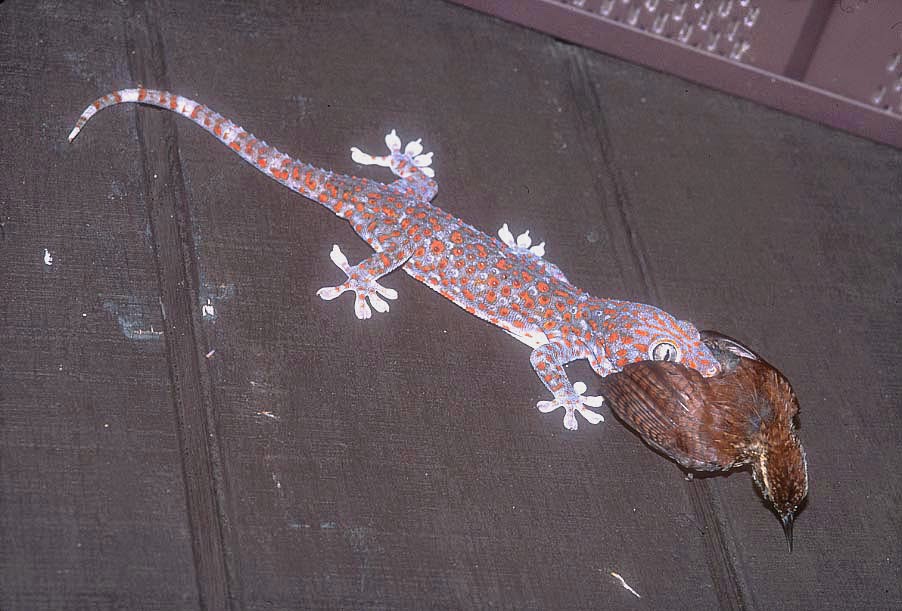 Gambar Cicak