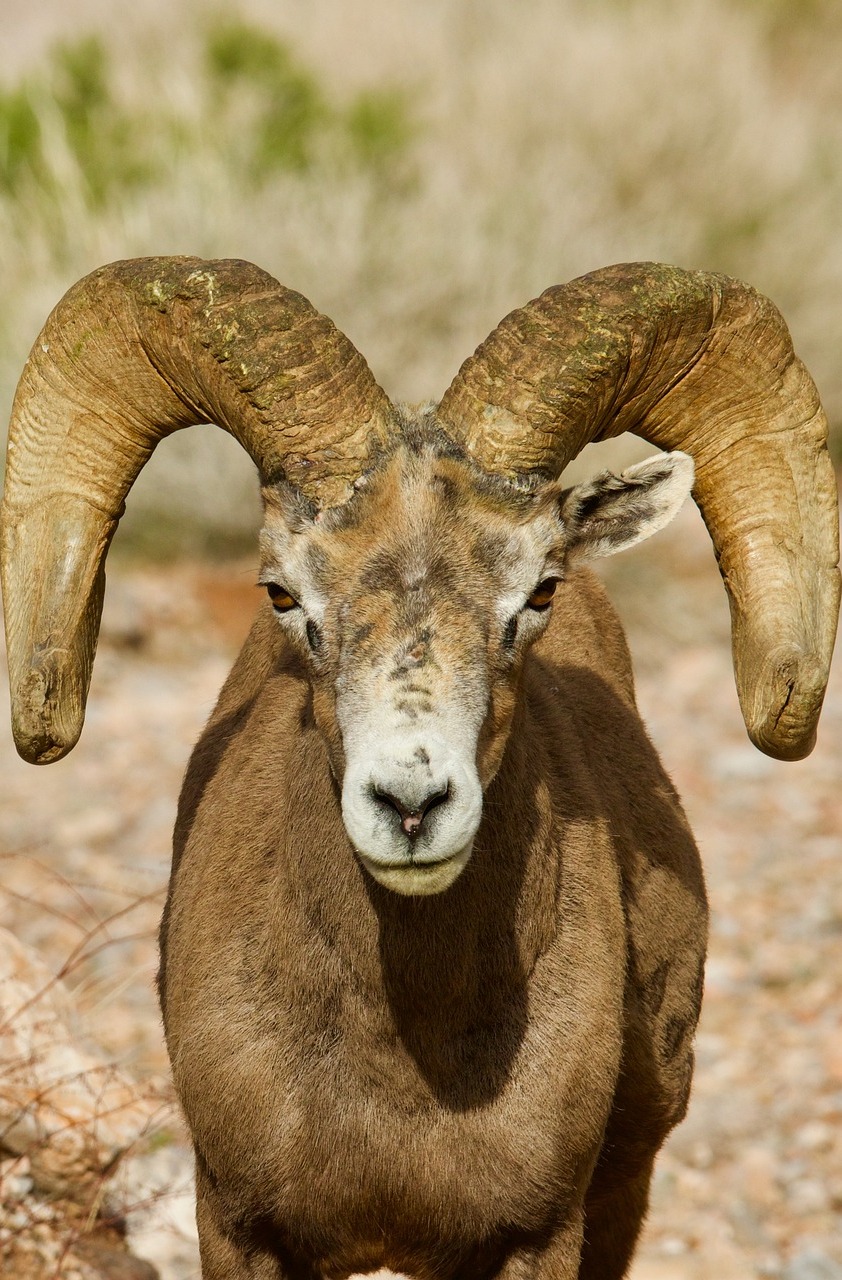 Desert big horn sheep.