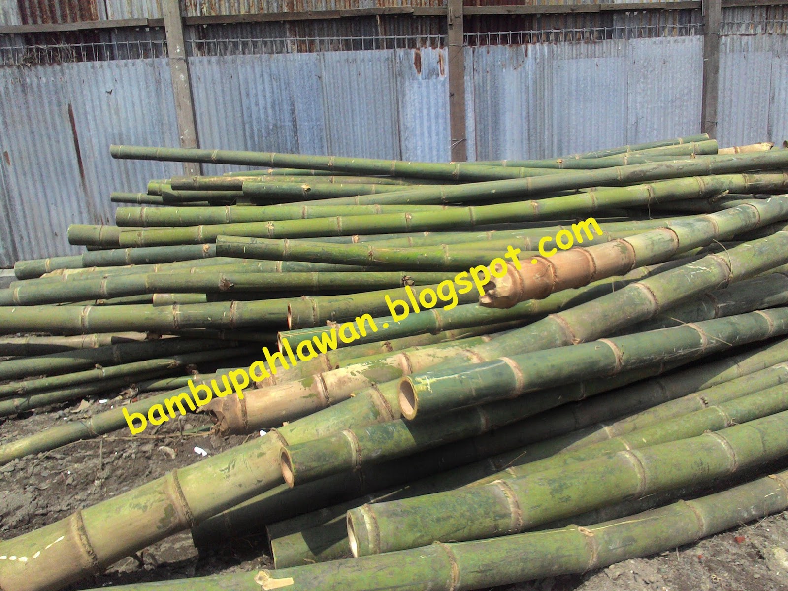 haehany jualan jual  bambu  surabaya 