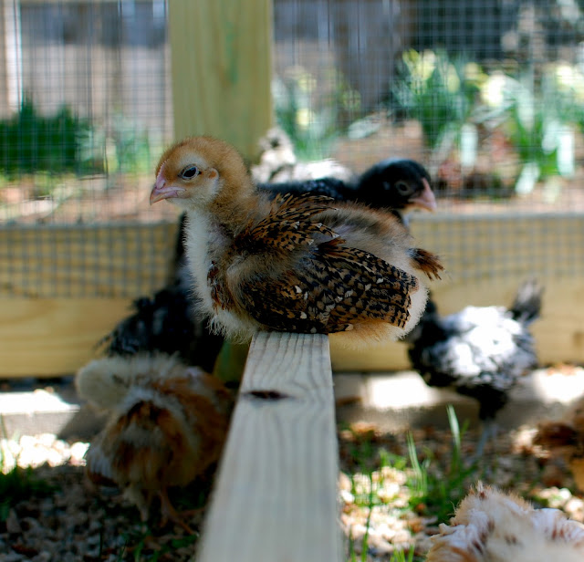 Chickens, Coop, chicks, backyard chickens, 