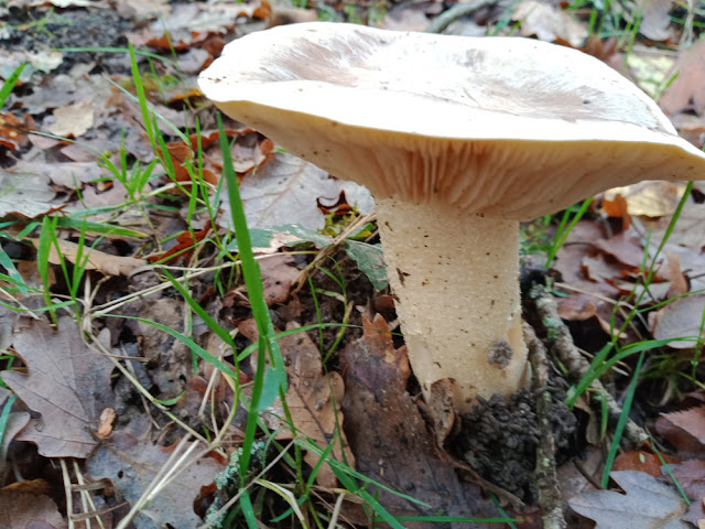 Trichonoma saponaceum, Indre et Loire, France. Photo by Loire Valley Time Travel.