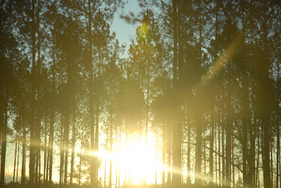 Frank's photo of sunrise through the trees