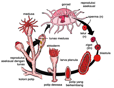 Coelenterata Wartos Biologi