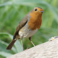 Petirrojo europeo. (Erithacus rubecula)