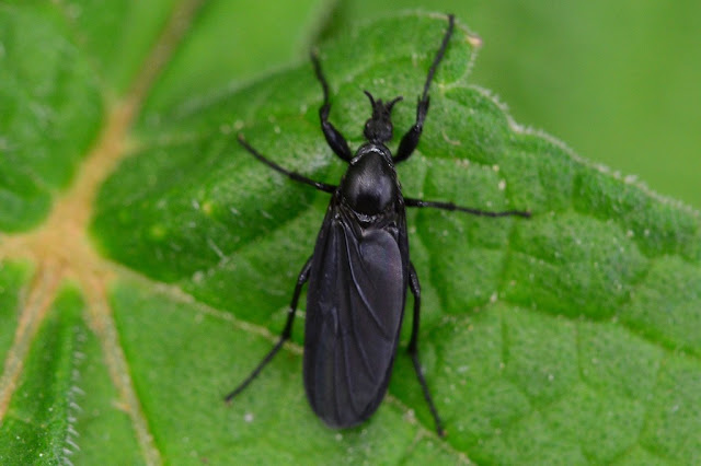 Bibio leucopterus