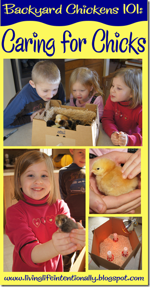 Backyard Chickens 101 - Caring for Baby Chickens
