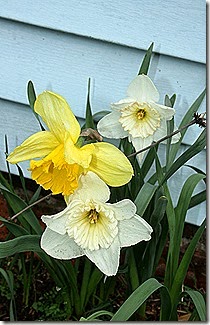 Daffodils Side bed