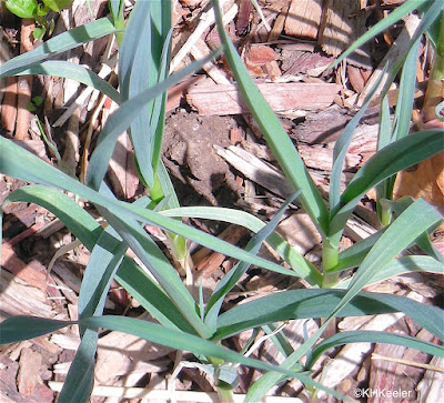 young garlic plants