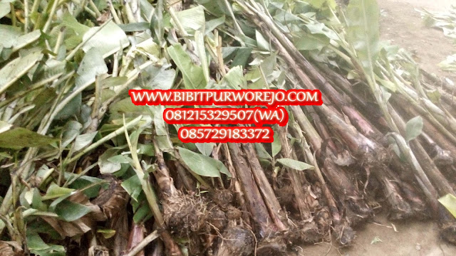 jual bibit pisang raja nangka, bibit pisang raja nangka, pisang raja nangka, bibit pisang raja nangka siap tanam, jual bibit pisang raia nangka siap tanam. jual bibit pisang raja nangka murah, budidaya pisang raja nangka, harga bibit pisang raja nangka, harga pisang raja nangka, merawat pisang raja nangka, jual bibit pisang raja nangka siap tanam, jual bibit pisang raja nangka unggul, olahan pisang raja nangka, keripik pisang raja nangka, pusat pembibitan pisang raja nangka, jual bibit pisang raja nangka di purworejo, bibit pisang raja nangka,