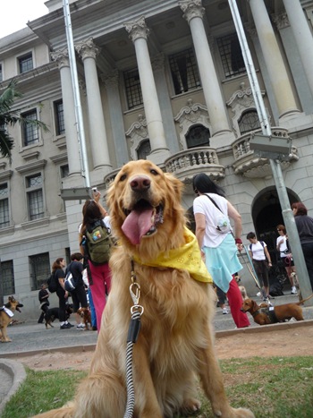 Cãonhecendo São Paulo (167)