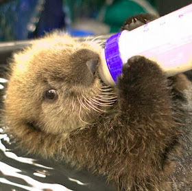 Funny animals of the week - 6 December 2013 (35 pics), baby otter drinks milk from bottle