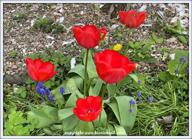 The BBHQ Midweek News Round-Up ©BionicBasil® April Tulips at BBHQ