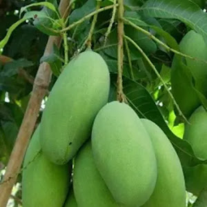 Bibit Mangga Golek