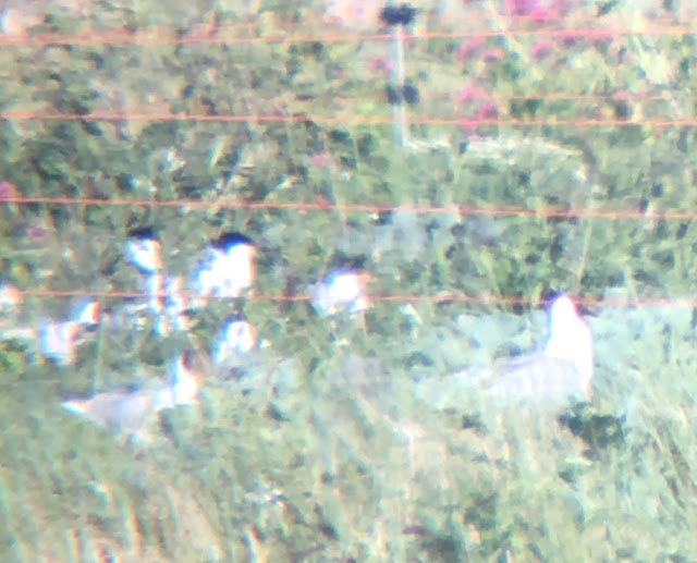 Elegant Tern - Pagham Harbour, West Sussex