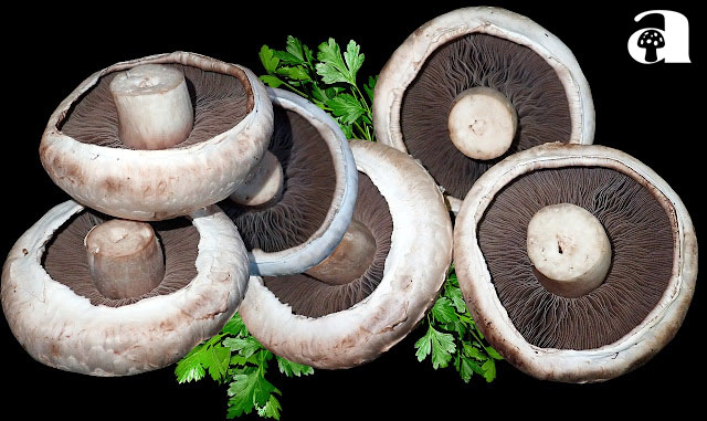 Portobello Mushrooms