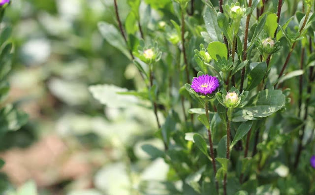 China Aster Flowers Pictures