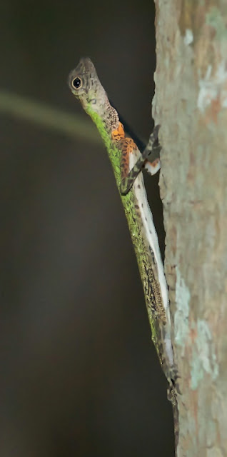 Black-bearded Gliding Lizard (Draco melanopogon) 