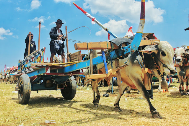 Melihat Keunikan Festival Gerobak Sapi