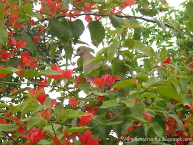 Laughing Dove