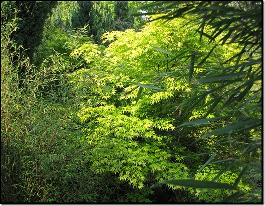 katsura_5423