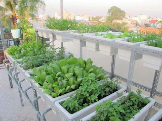 Kệ trồng rau sạch tại nhà giá rẻ