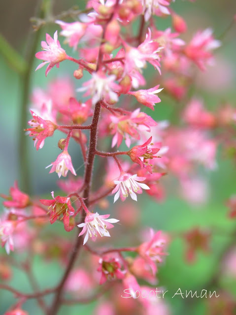 Heuchera