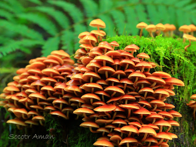 Xeromphalina campanella